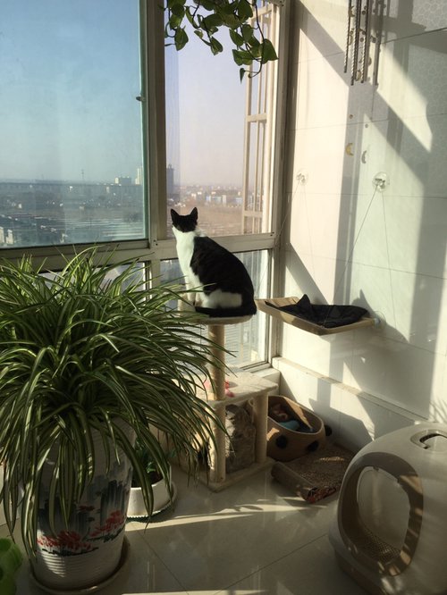 我问男友会丢下我么，他回复说丢得掉吗 这话怎么理解？