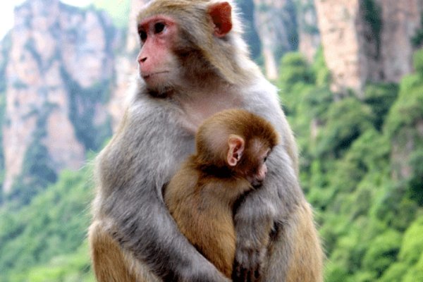 白吃干饭指什么动物生肖正确答案