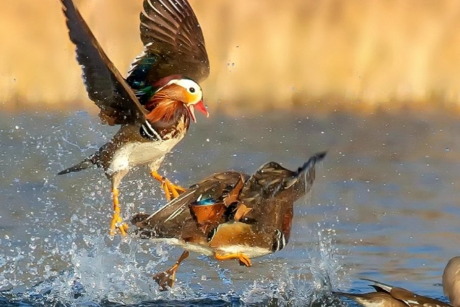 静关其变是什么动物