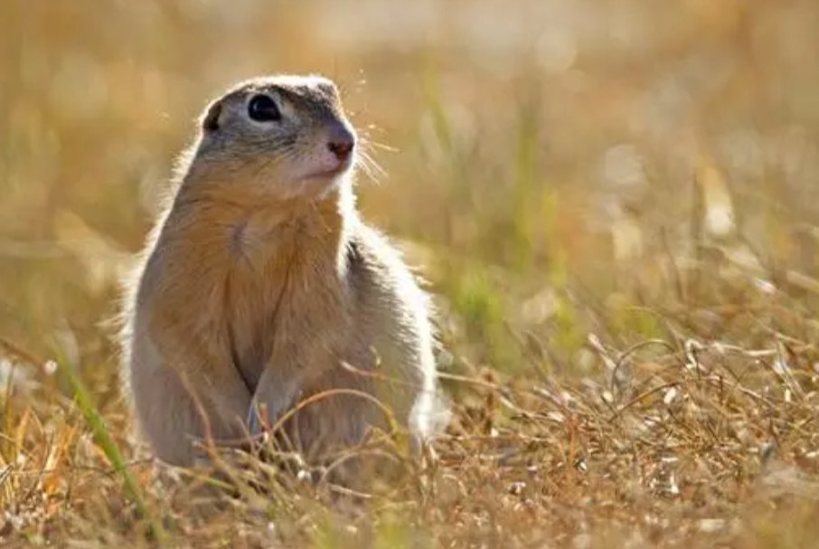 静关其变是什么动物