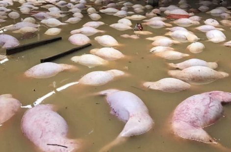 山西洪灾幸存的猪坚强被扑杀,为什么要这么做?