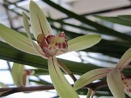 “欧洲兰” 花怎么养？