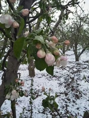 第四次全国寒潮要来了！对工农业生产会造成什么影响？