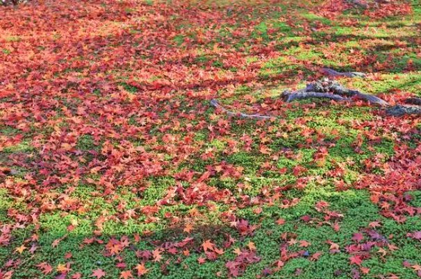 自然界中满江红指的是什么