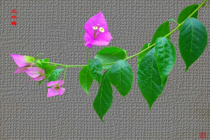 高梨三叶的作品简介