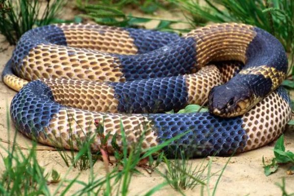 蚊力负山谜底生肖