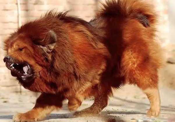 鬼獒和藏獒有什么区别