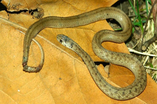 跟踪追击指什么肖