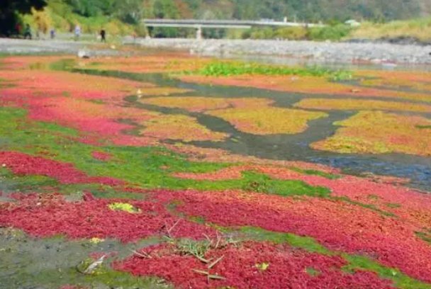 自然界中满江红指的是什么
