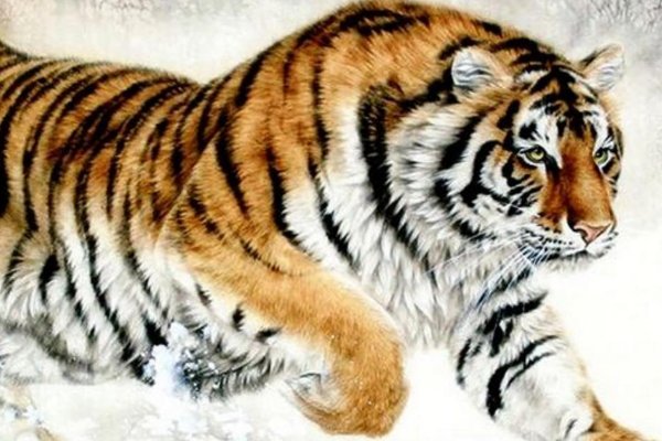 刮须换袍打一个生肖