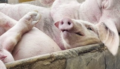 山西洪灾幸存的猪坚强被扑杀，为什么要这么做？