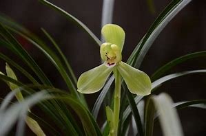 “欧洲兰” 花怎么养？