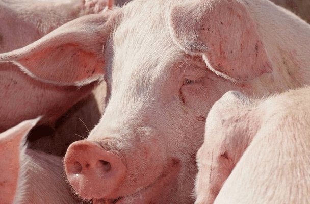 胆破心惊是什么动物