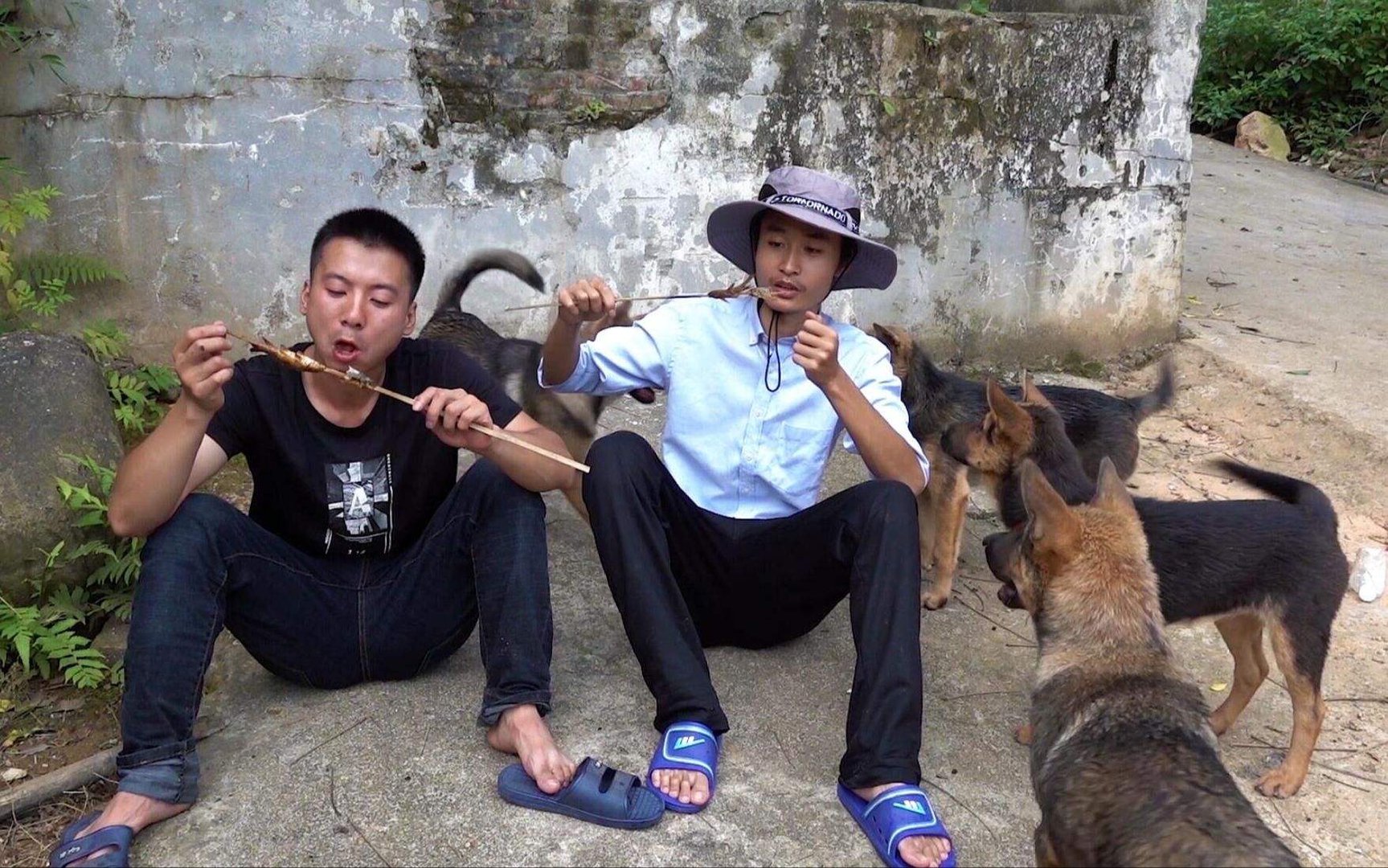 禁野2年后的华农兄弟，承包全村土地主业变成养羊，未来的前景如何？