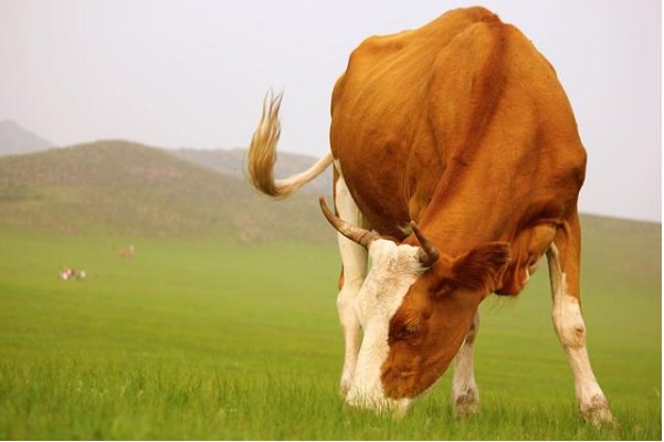 棺材瓤子什么动物