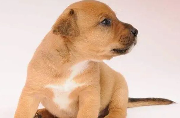 棺材瓤子什么动物