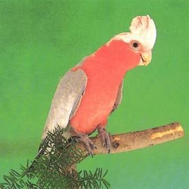 白玫瑰鹦鹉的生活习性