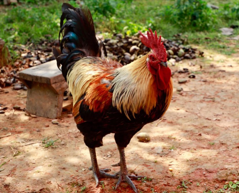 节俭力行指什么生肖