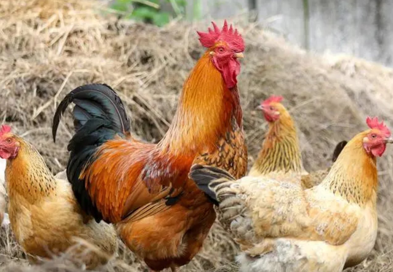 头撞南墙打一个正确动物生肖