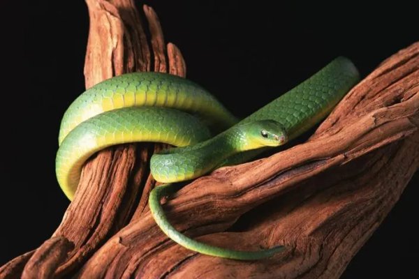 蚊力负山谜底生肖