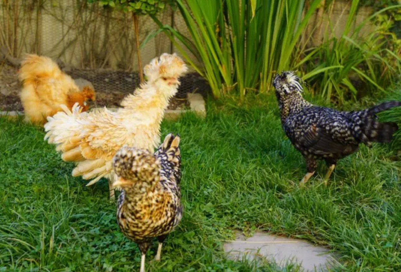 头撞南墙打一个正确动物生肖