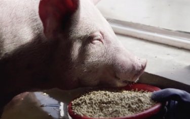 山西洪灾幸存的猪坚强被扑杀,为什么要这么做?