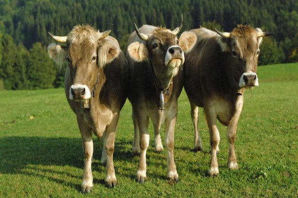 俯仰之间打一个生肖动物是什么