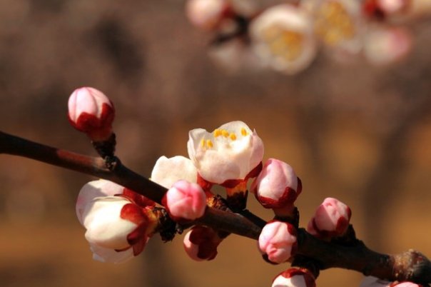 蓓蕾的意思是什么