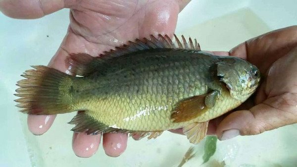 广东惊现“爬树鱼”泛滥成灾，这种鱼是外来物种吗？