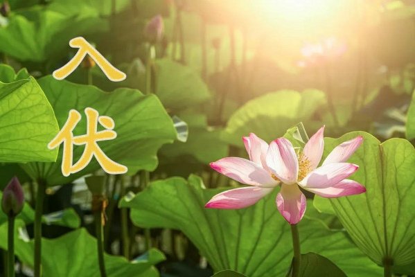 2023年7月11号几点入伏