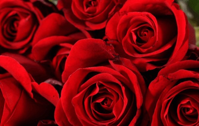 玫瑰花到了花期下一句是什么?