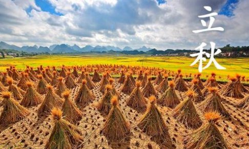 立秋 满街梧桐月明中这句话什么意思