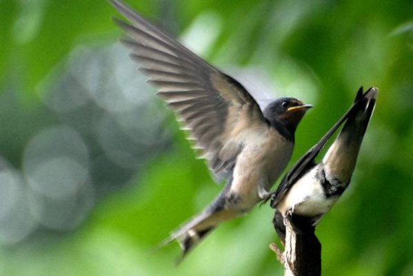 飞燕游龙的典故几个生肖