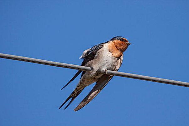 飞燕游龙的典故几个生肖