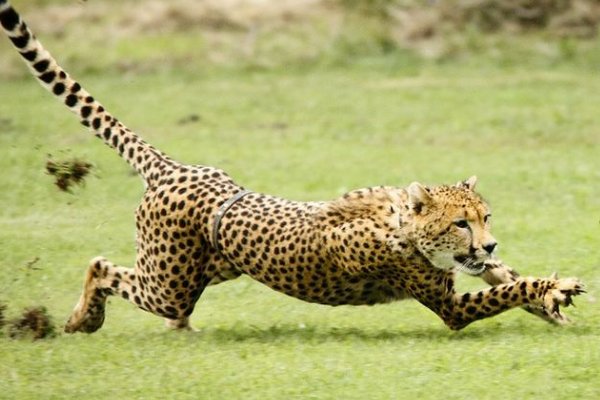 动物交配时水门是否会湿?