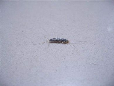 请问大家 这是什么虫 有什么灭绝之法吗 谢谢大家啦