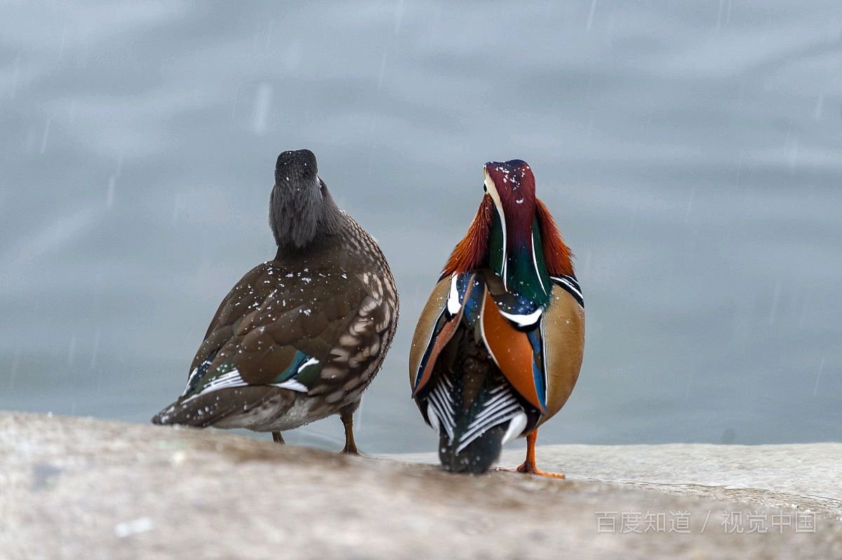 请问“他朝若是同淋雪此生也算共白头”这句诗