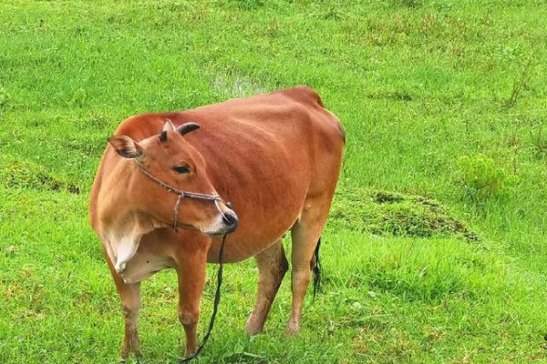 俯仰之间打一个生肖动物是什么