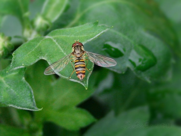 宁采蝶的扮演者介绍