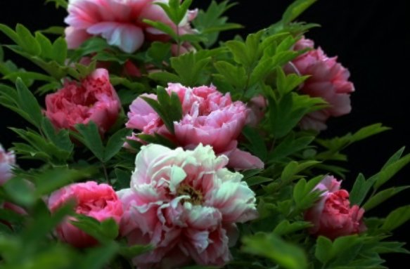 国色天香一二三期区别2023