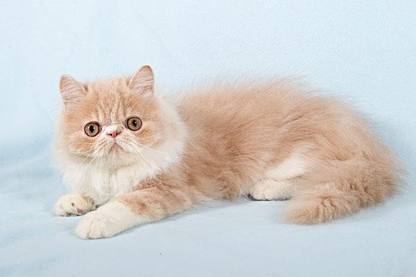 兽拟什么动物合适