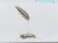 请问大家 这是什么虫 有什么灭绝之法吗 谢谢大家啦