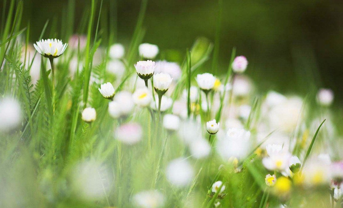 《春》的诗歌原文是什么？