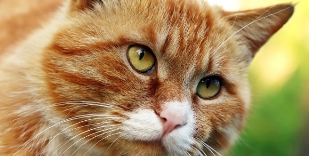 已灭绝的十大猫