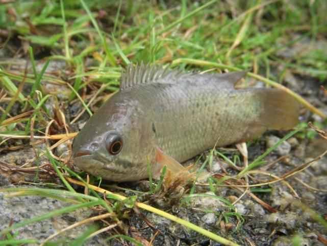 广东惊现“爬树鱼”泛滥成灾，这种鱼是外来物种吗？