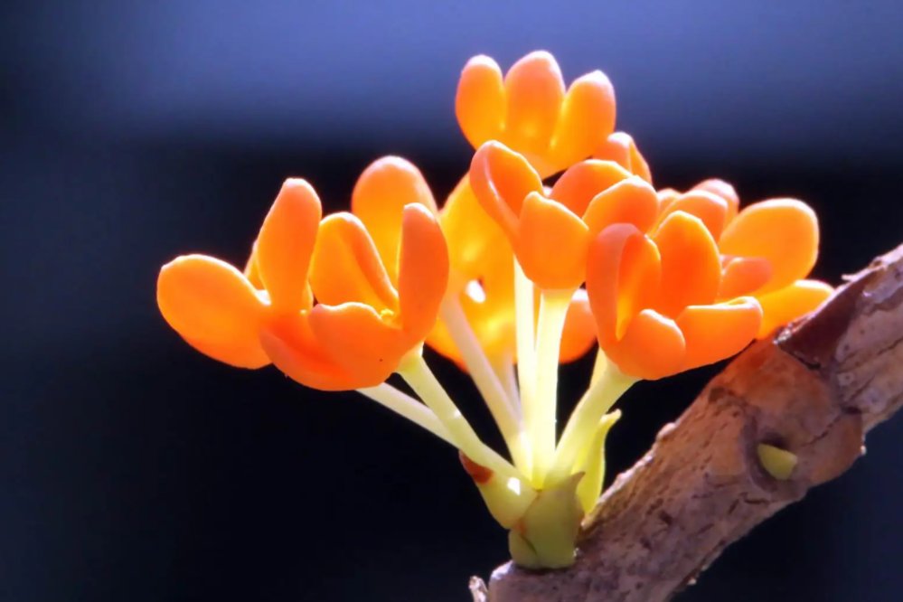 桂花什么时候开