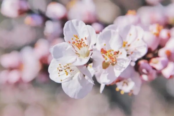 十里春风不如你,三里桃花不及卿全诗是什么？