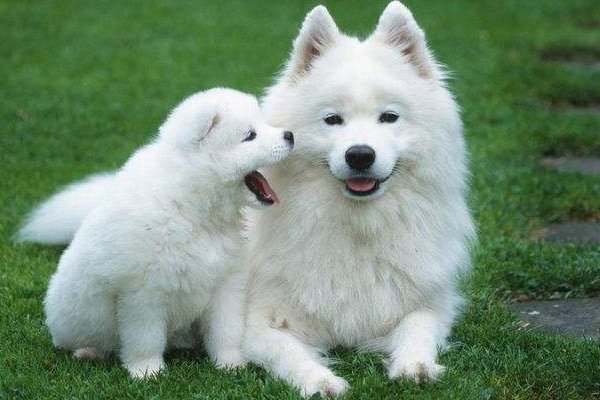 动物交配时水门是否会湿?