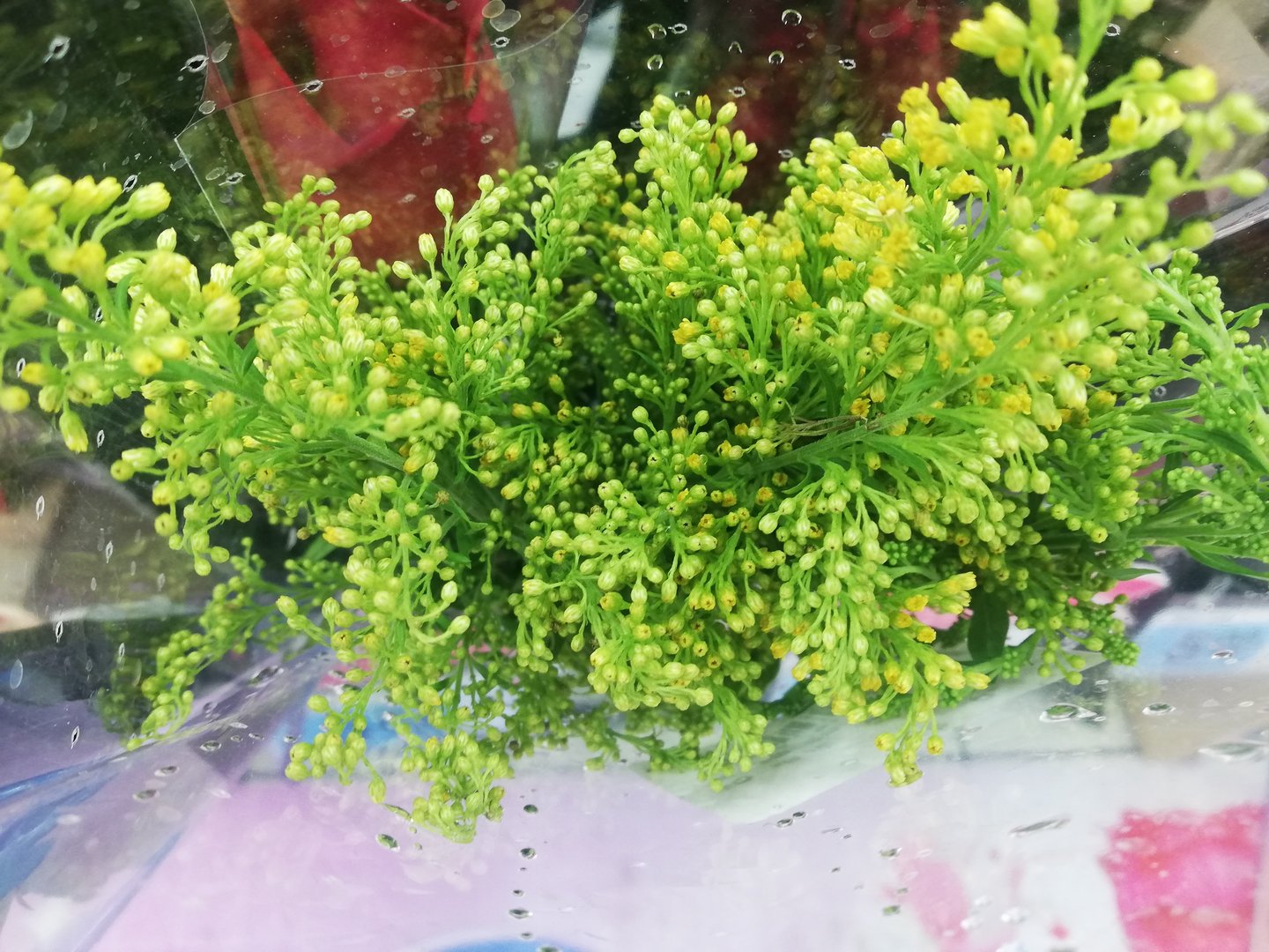 白居易写的关于“大林寺桃花”的古诗是什么？