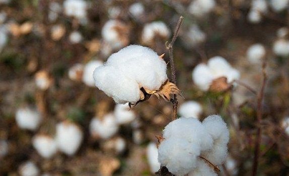 BCI上海办事处如何回应近期棉花问题？